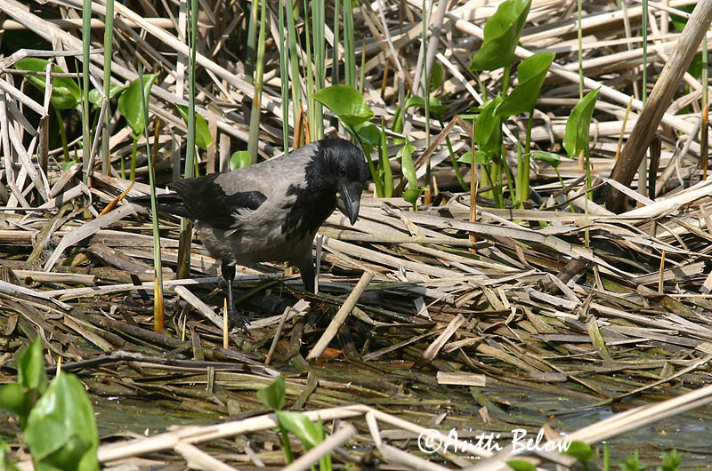 Avainsanat: Cornella Krage Kraai Carrion Crow Vares Varis Corneille noire Aaskrähe Rabenkrähe Dolmányos varjú Kráka Kråke Gralha-cinzenta (-preta) Corvus corone Corneja Negra svartkråka Hooded Crow Corneille mantelée Corvus (corone) cornix