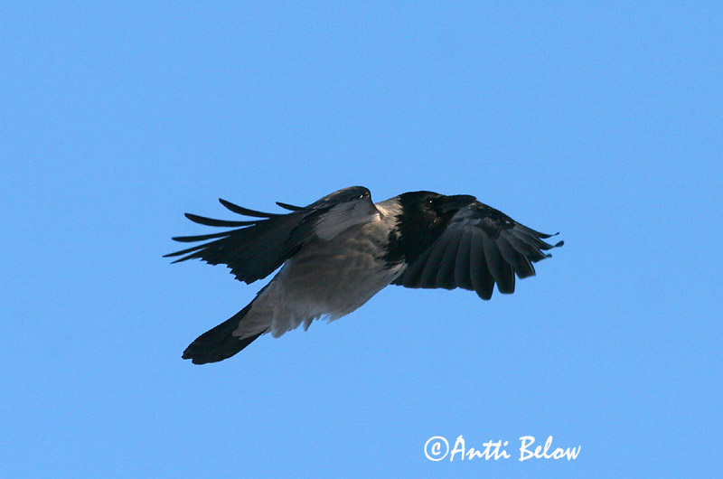 Avainsanat: Cornella Krage Kraai Carrion Crow Vares Varis Corneille noire Aaskrähe Rabenkrähe Dolmányos varjú Kráka Kråke Gralha-cinzenta (-preta) Corvus corone Corneja Negra svartkråka Hooded Crow Corneille mantelée Corvus (corone) cornix