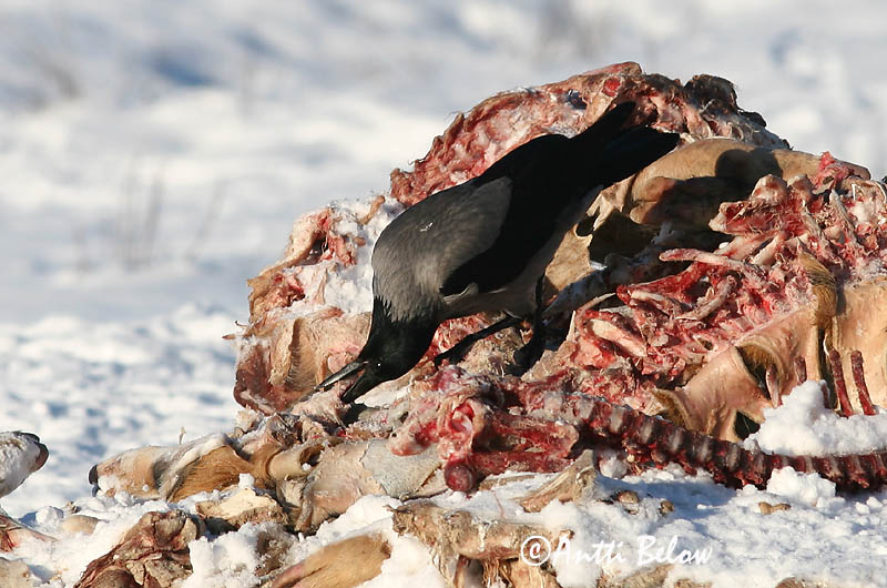 Avainsanat: Cornella Krage Kraai Carrion Crow Vares Varis Corneille noire Aaskrähe Rabenkrähe Dolmányos varjú Kráka Kråke Gralha-cinzenta (-preta) Corvus corone Corneja Negra svartkråka Hooded Crow Corneille mantelée Corvus (corone) cornix