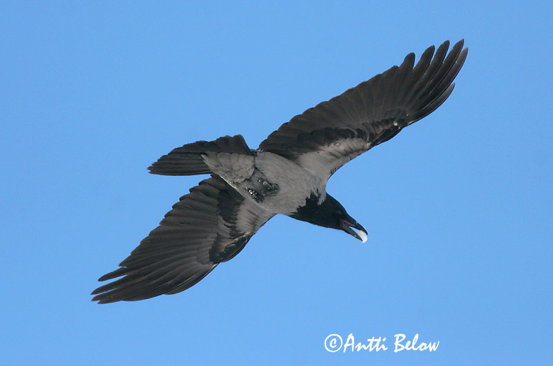 Avainsanat: Cornella Krage Kraai Carrion Crow Vares Varis Corneille noire Aaskrähe Rabenkrähe Dolmányos varjú Kráka Kråke Gralha-cinzenta (-preta) Corvus corone Corneja Negra svartkråka Hooded Crow Corneille mantelée Corvus (corone) cornix