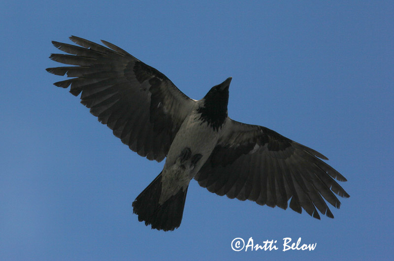 Avainsanat: Cornella Krage Kraai Carrion Crow Vares Varis Corneille noire Aaskrähe Rabenkrähe Dolmányos varjú Kráka Kråke Gralha-cinzenta (-preta) Corvus corone Corneja Negra svartkråka Hooded Crow Corneille mantelée Corvus (corone) cornix