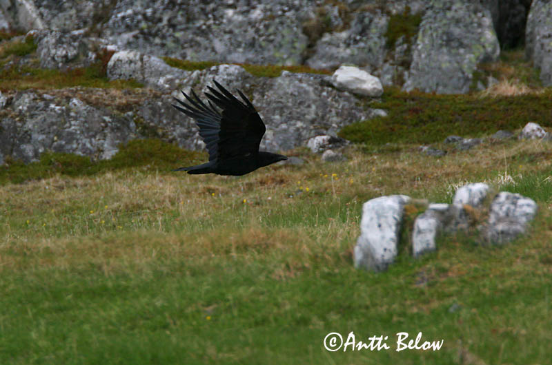 Avainsanat: Corb Ravn Raaf Common Raven Ronk Korppi Grand Corbeau Kolkrabe Holló Hrafn Ravn Corvo Corvus corax Cuervo Común Korp