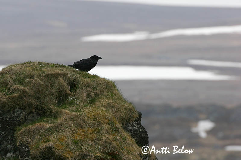 Avainsanat: Corb Ravn Raaf Common Raven Ronk Korppi Grand Corbeau Kolkrabe Holló Hrafn Ravn Corvo Corvus corax Cuervo Común Korp