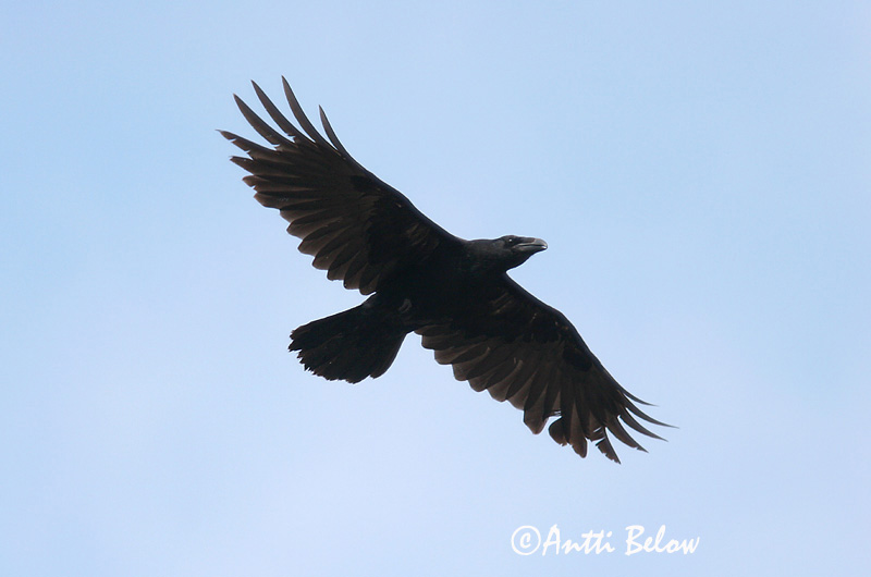 Avainsanat: Corb Ravn Raaf Common Raven Ronk Korppi Grand Corbeau Kolkrabe Holló Hrafn Ravn Corvo Corvus corax Cuervo Común Korp