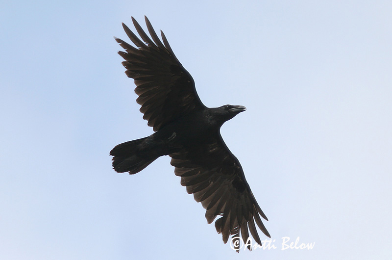 Avainsanat: Corb Ravn Raaf Common Raven Ronk Korppi Grand Corbeau Kolkrabe Holló Hrafn Ravn Corvo Corvus corax Cuervo Común Korp