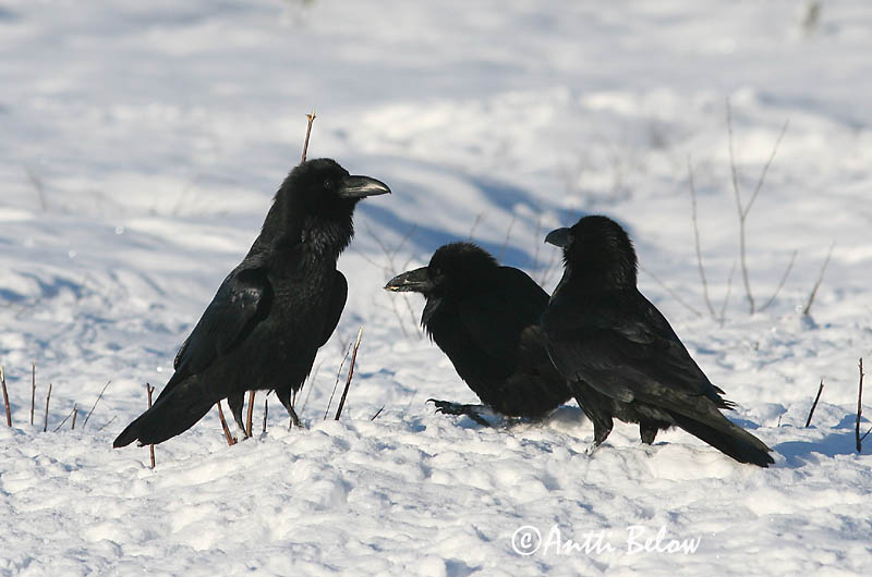 Avainsanat: Corb Ravn Raaf Common Raven Ronk Korppi Grand Corbeau Kolkrabe Holló Hrafn Ravn Corvo Corvus corax Cuervo Común Korp