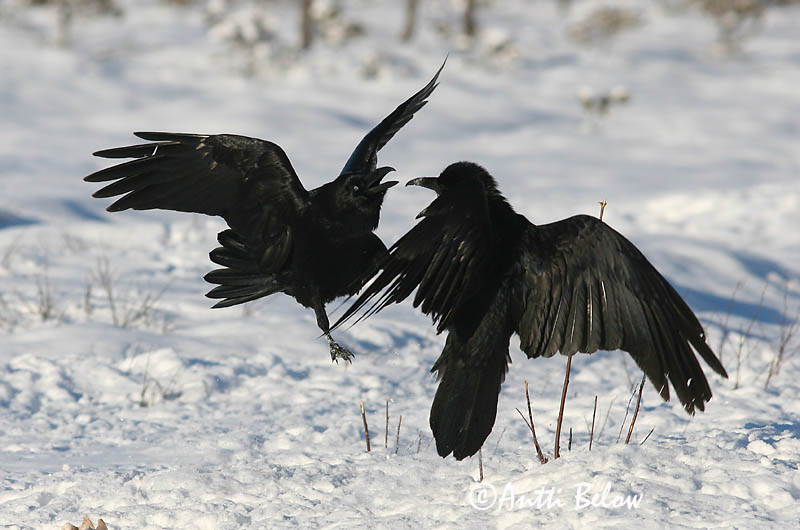 Lounais-Suomi
2/2006
Avainsanat: Corb Ravn Raaf Common Raven Ronk Korppi Grand Corbeau Kolkrabe Holló Hrafn Ravn Corvo Corvus corax Cuervo Común Korp