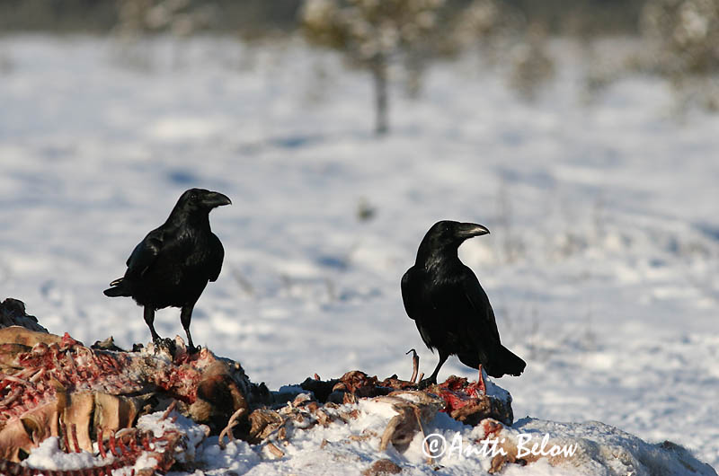Avainsanat: Corb Ravn Raaf Common Raven Ronk Korppi Grand Corbeau Kolkrabe Holló Hrafn Ravn Corvo Corvus corax Cuervo Común Korp