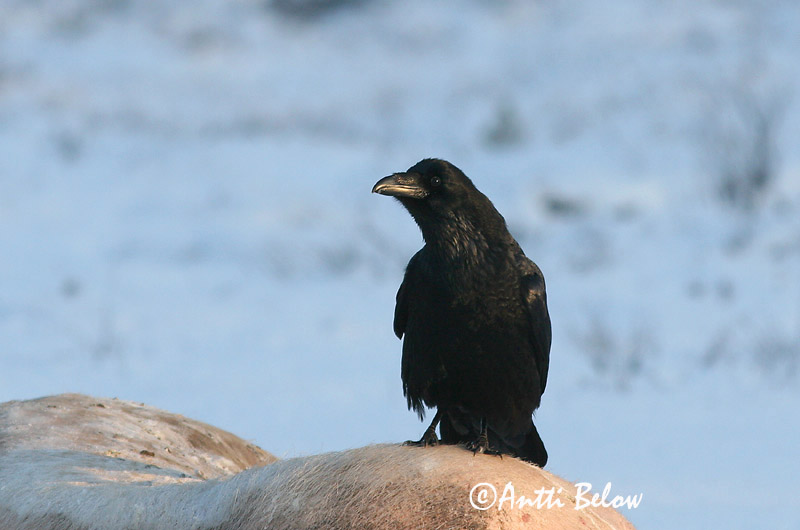 Avainsanat: Corb Ravn Raaf Common Raven Ronk Korppi Grand Corbeau Kolkrabe Holló Hrafn Ravn Corvo Corvus corax Cuervo Común Korp