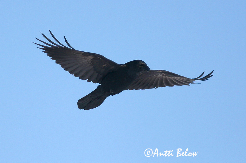 Avainsanat: Corb Ravn Raaf Common Raven Ronk Korppi Grand Corbeau Kolkrabe Holló Hrafn Ravn Corvo Corvus corax Cuervo Común Korp