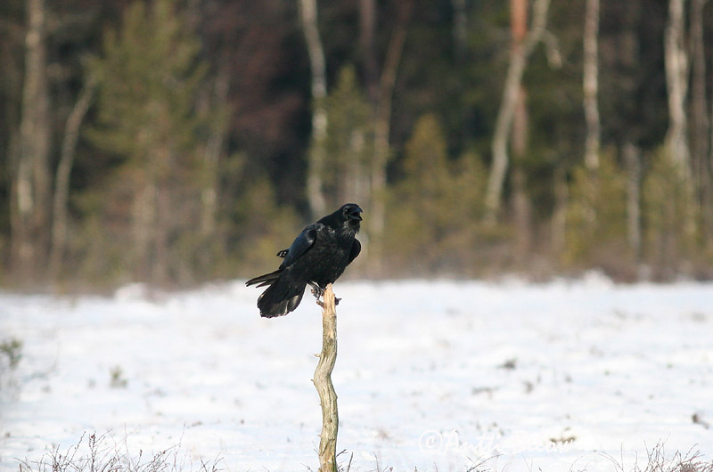 Avainsanat: Corb Ravn Raaf Common Raven Ronk Korppi Grand Corbeau Kolkrabe Holló Hrafn Ravn Corvo Corvus corax Cuervo Común Korp