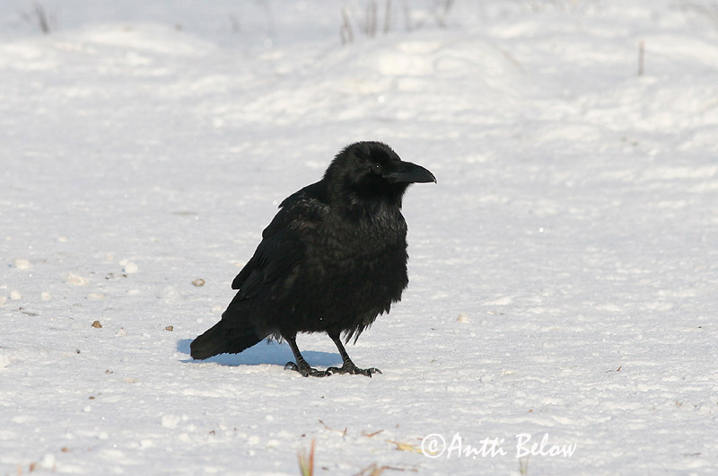 Avainsanat: Corb Ravn Raaf Common Raven Ronk Korppi Grand Corbeau Kolkrabe Holló Hrafn Ravn Corvo Corvus corax Cuervo Común Korp