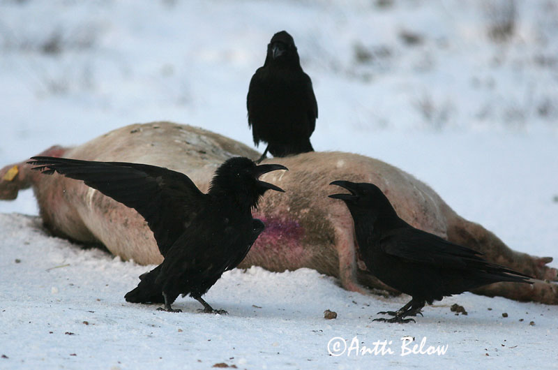 Avainsanat: Corb Ravn Raaf Common Raven Ronk Korppi Grand Corbeau Kolkrabe Holló Hrafn Ravn Corvo Corvus corax Cuervo Común Korp