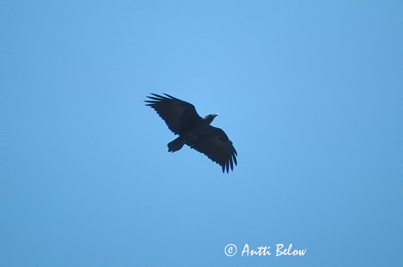 Avainsanat: Waaierstaartraaf Fan-tailed Raven Corbeau à queue courte Borstenrabe Korthaleravn Corvus rhipidurus Cuervo Hurraco Kortstjärtad korp Lyhytpyrstökorppi