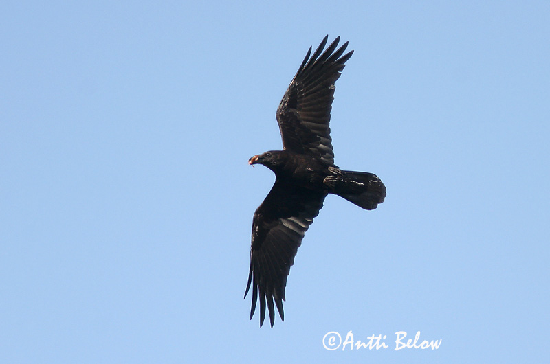 Avainsanat: Pronssikorppi Bruinnekraaf Brown-necked Raven Corbeau brun Wüstenrabe Brunnakkeravn Corvus ruficollis Cuervo Desértico Ökenkorp