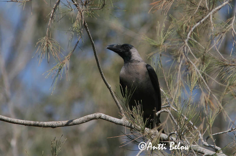 Avainsanat: Kylävaris House Crow Corbeau familier Glanzkrähe Huskråke Corvus splendens Corneja India Huskråka