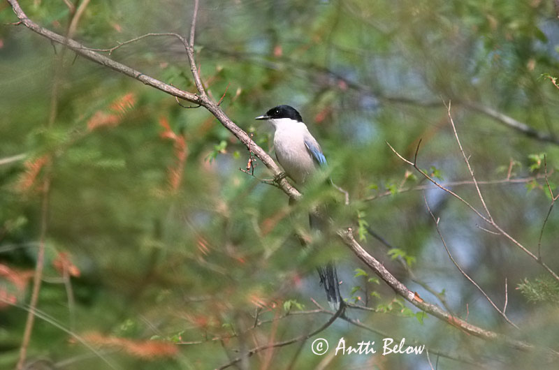 China (slide)
Avainsanat: Garsa blava Blauwe ekster Azure-winged Magpie Siniharakka Pie bleue Blauelster Blåskjære Cyanopica cyanus Rabilargo Blåskata
