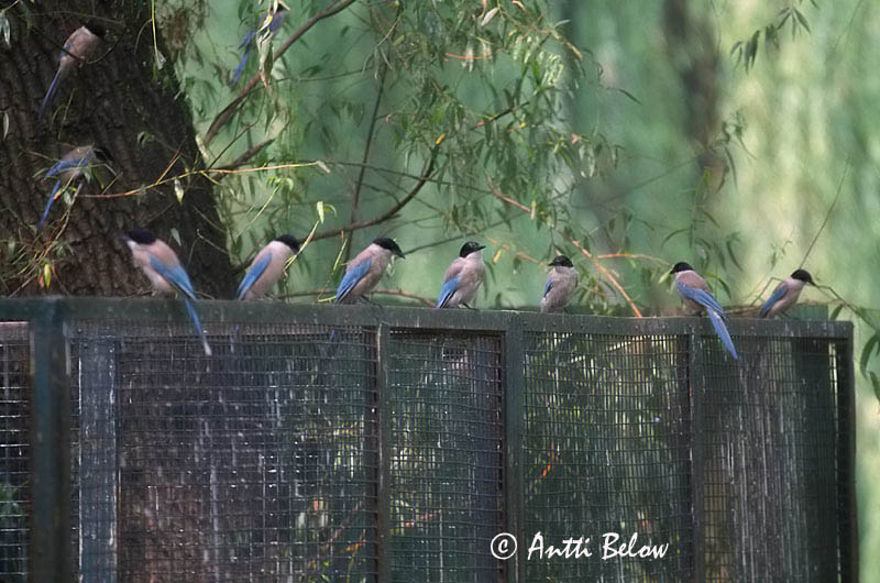 China (slide)
Avainsanat: Garsa blava Blauwe ekster Azure-winged Magpie Siniharakka Pie bleue Blauelster Blåskjære Cyanopica cyanus Rabilargo Blåskata