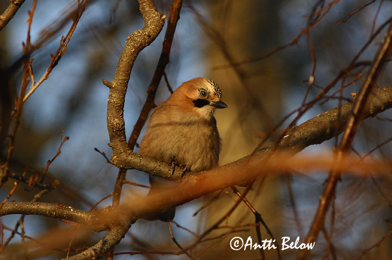 Avainsanat: Gaig Skovskade Vlaamse gaai Eurasian Jay Pasknäär Närhi Geai des chênes Eichelhäher Szajkó Skrækskaði Nøtteskrike Gaio-comum Garrulus glandarius Arrendajo Común Nötskrika