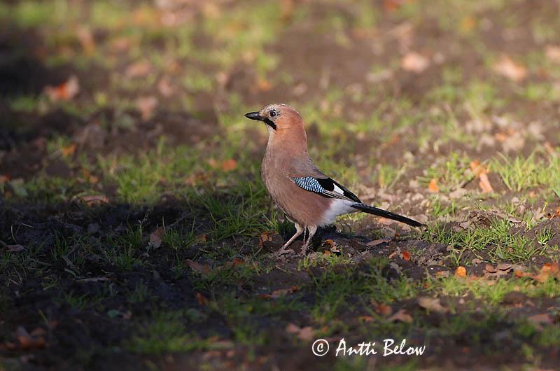 Avainsanat: Gaig Skovskade Vlaamse gaai Eurasian Jay Pasknäär Närhi Geai des chênes Eichelhäher Szajkó Skrækskaði Nøtteskrike Gaio-comum Garrulus glandarius Arrendajo Común Nötskrika
