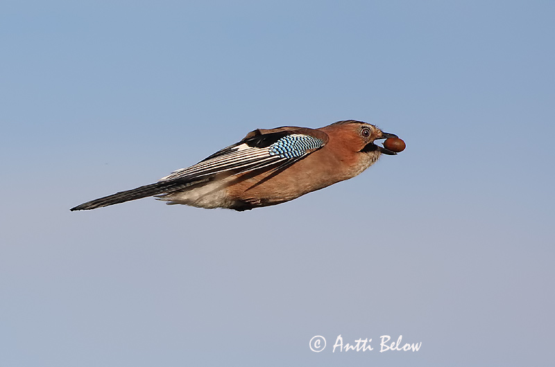 Avainsanat: Gaig Skovskade Vlaamse gaai Eurasian Jay Pasknäär Närhi Geai des chênes Eichelhäher Szajkó Skrækskaði Nøtteskrike Gaio-comum Garrulus glandarius Arrendajo Común Nötskrika