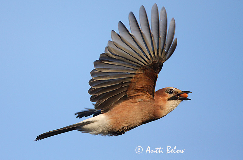 Avainsanat: Gaig Skovskade Vlaamse gaai Eurasian Jay Pasknäär Närhi Geai des chênes Eichelhäher Szajkó Skrækskaði Nøtteskrike Gaio-comum Garrulus glandarius Arrendajo Común Nötskrika