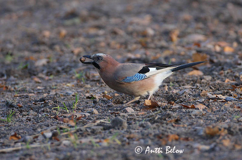 Avainsanat: Gaig Skovskade Vlaamse gaai Eurasian Jay Pasknäär Närhi Geai des chênes Eichelhäher Szajkó Skrækskaði Nøtteskrike Gaio-comum Garrulus glandarius Arrendajo Común Nötskrika