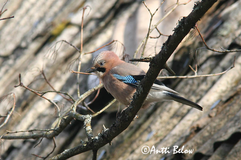 Avainsanat: Gaig Skovskade Vlaamse gaai Eurasian Jay Pasknäär Närhi Geai des chênes Eichelhäher Szajkó Skrækskaði Nøtteskrike Gaio-comum Garrulus glandarius Arrendajo Común Nötskrika