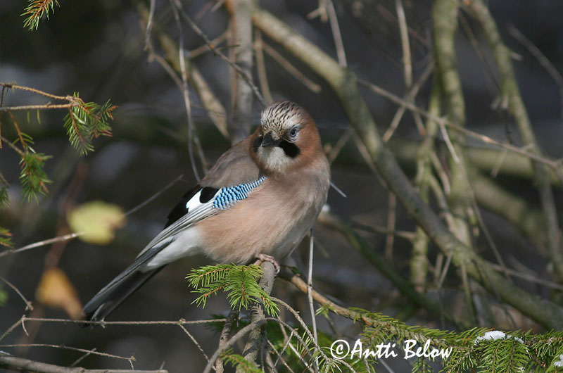Avainsanat: Gaig Skovskade Vlaamse gaai Eurasian Jay Pasknäär Närhi Geai des chênes Eichelhäher Szajkó Skrækskaði Nøtteskrike Gaio-comum Garrulus glandarius Arrendajo Común Nötskrika