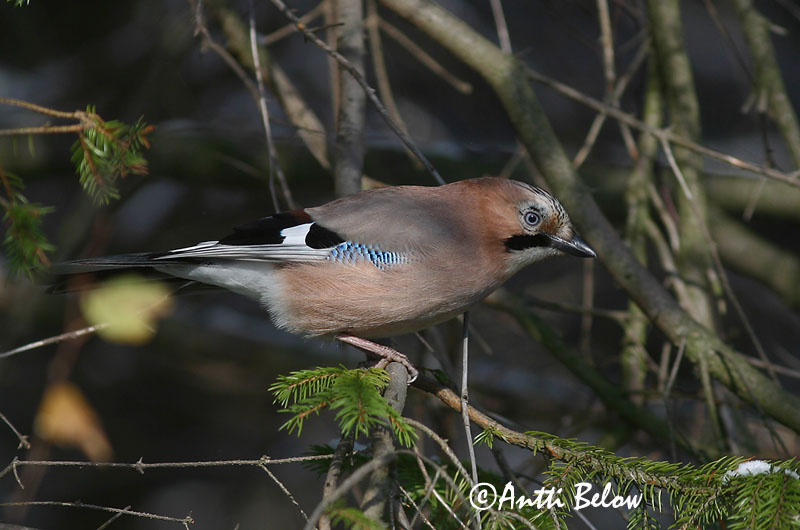 Avainsanat: Gaig Skovskade Vlaamse gaai Eurasian Jay Pasknäär Närhi Geai des chênes Eichelhäher Szajkó Skrækskaði Nøtteskrike Gaio-comum Garrulus glandarius Arrendajo Común Nötskrika
