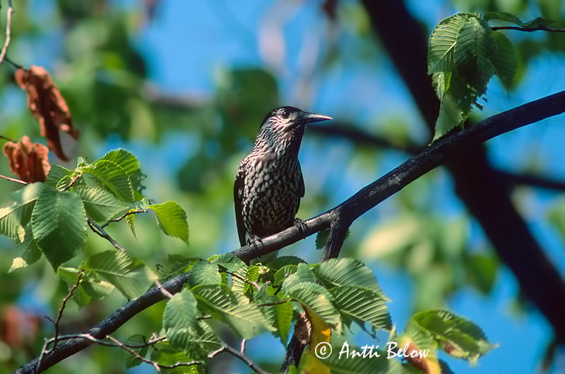 Avainsanat: Trencanous Nøddekrige Notekraker Spotted Nutcracker Mänsak Pähkinähakki Cassenoix moucheté Tannenhäher Fenyoszajkó Hnotbrjótur Nocciolaia Nøttekråke Quebra-nozes Nucifraga caryocatactes Cascanueces Nötkråka