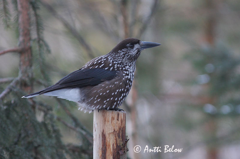 Avainsanat: Trencanous Nøddekrige Notekraker Spotted Nutcracker Mänsak Pähkinähakki Cassenoix moucheté Tannenhäher Fenyoszajkó Hnotbrjótur Nocciolaia Nøttekråke Quebra-nozes Nucifraga caryocatactes Cascanueces Nötkråka
