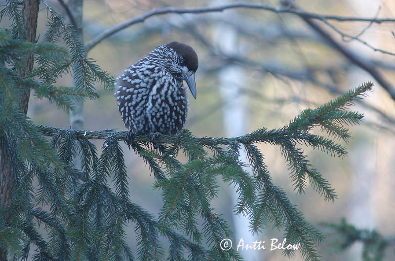 Avainsanat: Trencanous Nøddekrige Notekraker Spotted Nutcracker Mänsak Pähkinähakki Cassenoix moucheté Tannenhäher Fenyoszajkó Hnotbrjótur Nocciolaia Nøttekråke Quebra-nozes Nucifraga caryocatactes Cascanueces Nötkråka