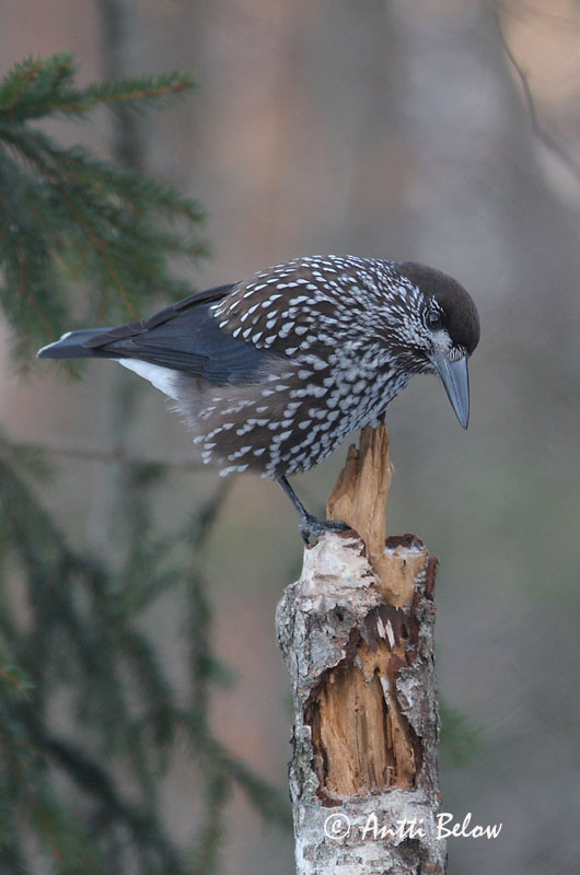 Avainsanat: Trencanous Nøddekrige Notekraker Spotted Nutcracker Mänsak Pähkinähakki Cassenoix moucheté Tannenhäher Fenyoszajkó Hnotbrjótur Nocciolaia Nøttekråke Quebra-nozes Nucifraga caryocatactes Cascanueces Nötkråka