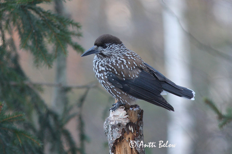 Avainsanat: Trencanous Nøddekrige Notekraker Spotted Nutcracker Mänsak Pähkinähakki Cassenoix moucheté Tannenhäher Fenyoszajkó Hnotbrjótur Nocciolaia Nøttekråke Quebra-nozes Nucifraga caryocatactes Cascanueces Nötkråka