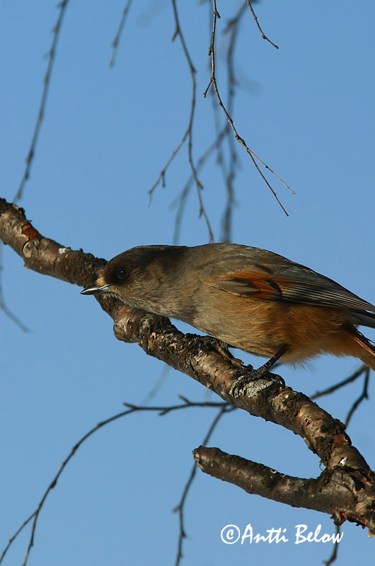 Avainsanat: Lavskrige Taigagaai Siberian Jay Laanenäär Kuukkeli Mésangeai imitateur Unglückshäher Északi szajkó Váskaði Lavskrike Gaio da Sibéria Perisoreus infaustus Arrendajo Funesto Lavskrika
