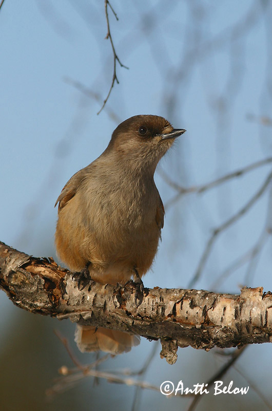Avainsanat: Lavskrige Taigagaai Siberian Jay Laanenäär Kuukkeli Mésangeai imitateur Unglückshäher Északi szajkó Váskaði Lavskrike Gaio da Sibéria Perisoreus infaustus Arrendajo Funesto Lavskrika