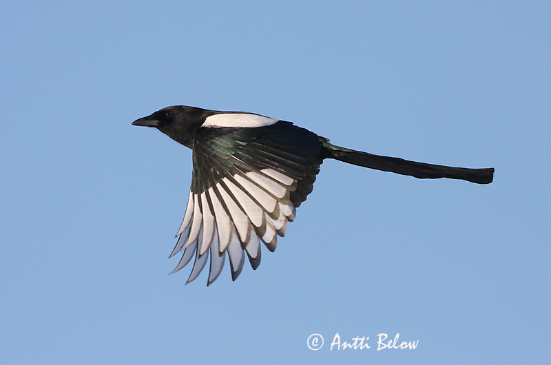 Avainsanat: Garsa Husskade Ekster Common Magpie Harakas Harakka Pie bavarde Elster Szarka Skjór Skjære Pega-rabuda Pica pica Urraca Skata
