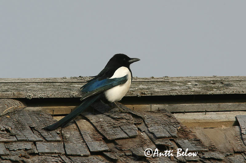 Avainsanat: Garsa Husskade Ekster Common Magpie Harakas Harakka Pie bavarde Elster Szarka Skjór Skjære Pega-rabuda Pica pica Urraca Skata