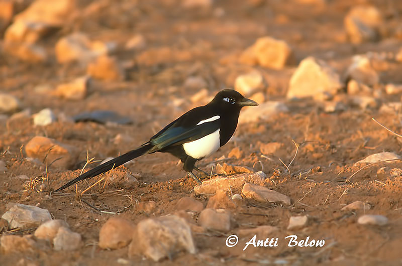 Morocco
Avainsanat: Garsa Husskade Ekster Common Magpie Harakas Harakka Pie bavarde Elster Szarka Skjór Skjære Pega-rabuda Pica pica Urraca Skata