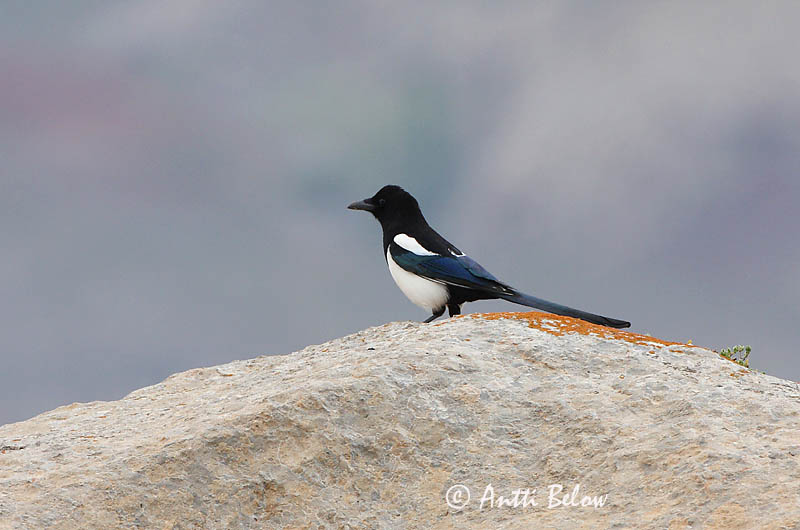 Turkey
Avainsanat: Garsa Husskade Ekster Common Magpie Harakas Harakka Pie bavarde Elster Szarka Skjór Skjære Pega-rabuda Pica pica Urraca Skata