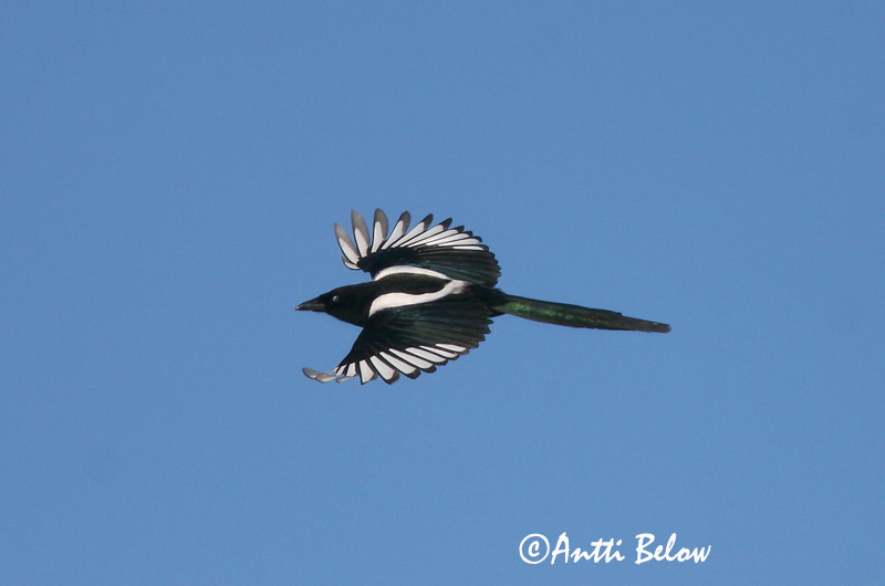 Avainsanat: Garsa Husskade Ekster Common Magpie Harakas Harakka Pie bavarde Elster Szarka Skjór Skjære Pega-rabuda Pica pica Urraca Skata