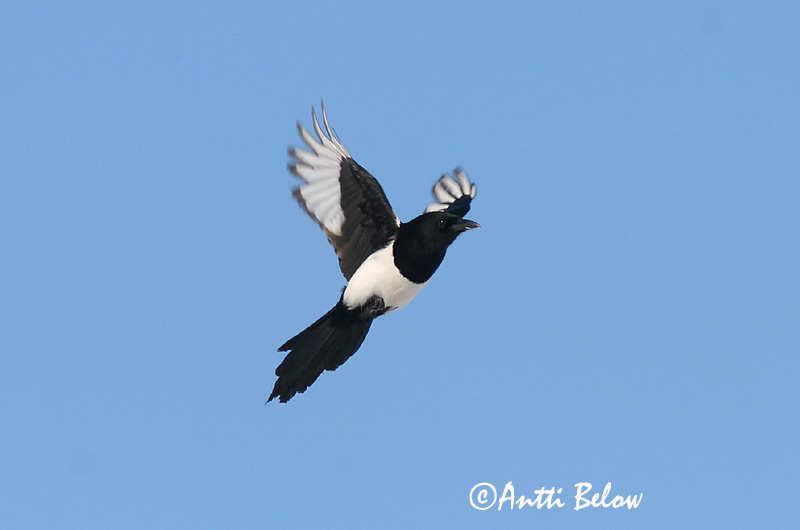 Avainsanat: Garsa Husskade Ekster Common Magpie Harakas Harakka Pie bavarde Elster Szarka Skjór Skjære Pega-rabuda Pica pica Urraca Skata