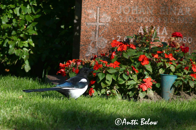 Avainsanat: Garsa Husskade Ekster Common Magpie Harakas Harakka Pie bavarde Elster Szarka Skjór Skjære Pega-rabuda Pica pica Urraca Skata