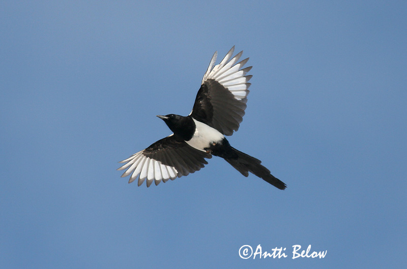 Avainsanat: Garsa Husskade Ekster Common Magpie Harakas Harakka Pie bavarde Elster Szarka Skjór Skjære Pega-rabuda Pica pica Urraca Skata