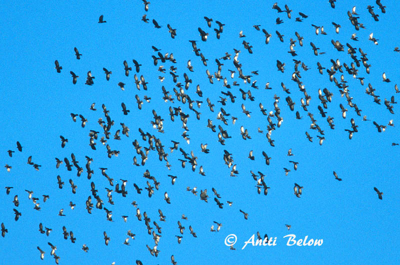 Avainsanat: Gralla de bec groc Alpenkauw Alpine Chough Alppinaakka Chocard à bec jaune Alpendohle Alpekaie Pyrrhocorax graculus Chova Piquigualda Alpkaja