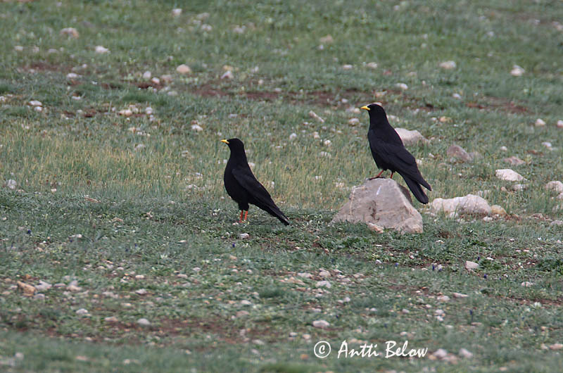 Avainsanat: Gralla de bec groc Alpenkauw Alpine Chough Alppinaakka Chocard à bec jaune Alpendohle Alpekaie Pyrrhocorax graculus Chova Piquigualda Alpkaja