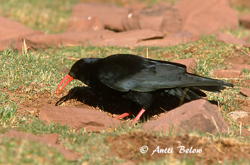 Avainsanat: Gralla de bec vermell Alpenkraai Red-billed Chough Alppivaris Crave à bec rouge Alpenkrähe Alpekråke Pyrrhocorax pyrrhocorax Chova Piquirroja Alpkråka
