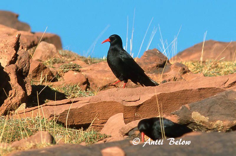 Avainsanat: Gralla de bec vermell Alpenkraai Red-billed Chough Alppivaris Crave à bec rouge Alpenkrähe Alpekråke Pyrrhocorax pyrrhocorax Chova Piquirroja Alpkråka