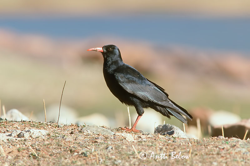Avainsanat: Gralla de bec vermell Alpenkraai Red-billed Chough Alppivaris Crave à bec rouge Alpenkrähe Alpekråke Pyrrhocorax pyrrhocorax Chova Piquirroja Alpkråka